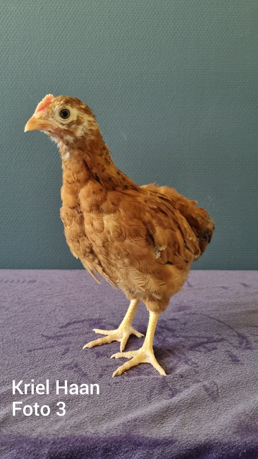 Kriel Kuikens ( hanen ) MOGEN NAAR BUITEN., Dieren en Toebehoren, Pluimvee, Kip, Meerdere dieren