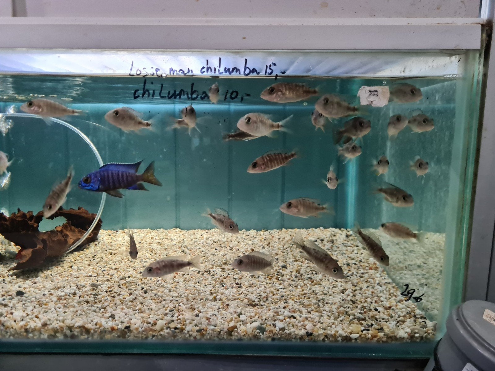 Aulonocara Chilumba Malawi Cichliden, Vis, Zoetwatervis