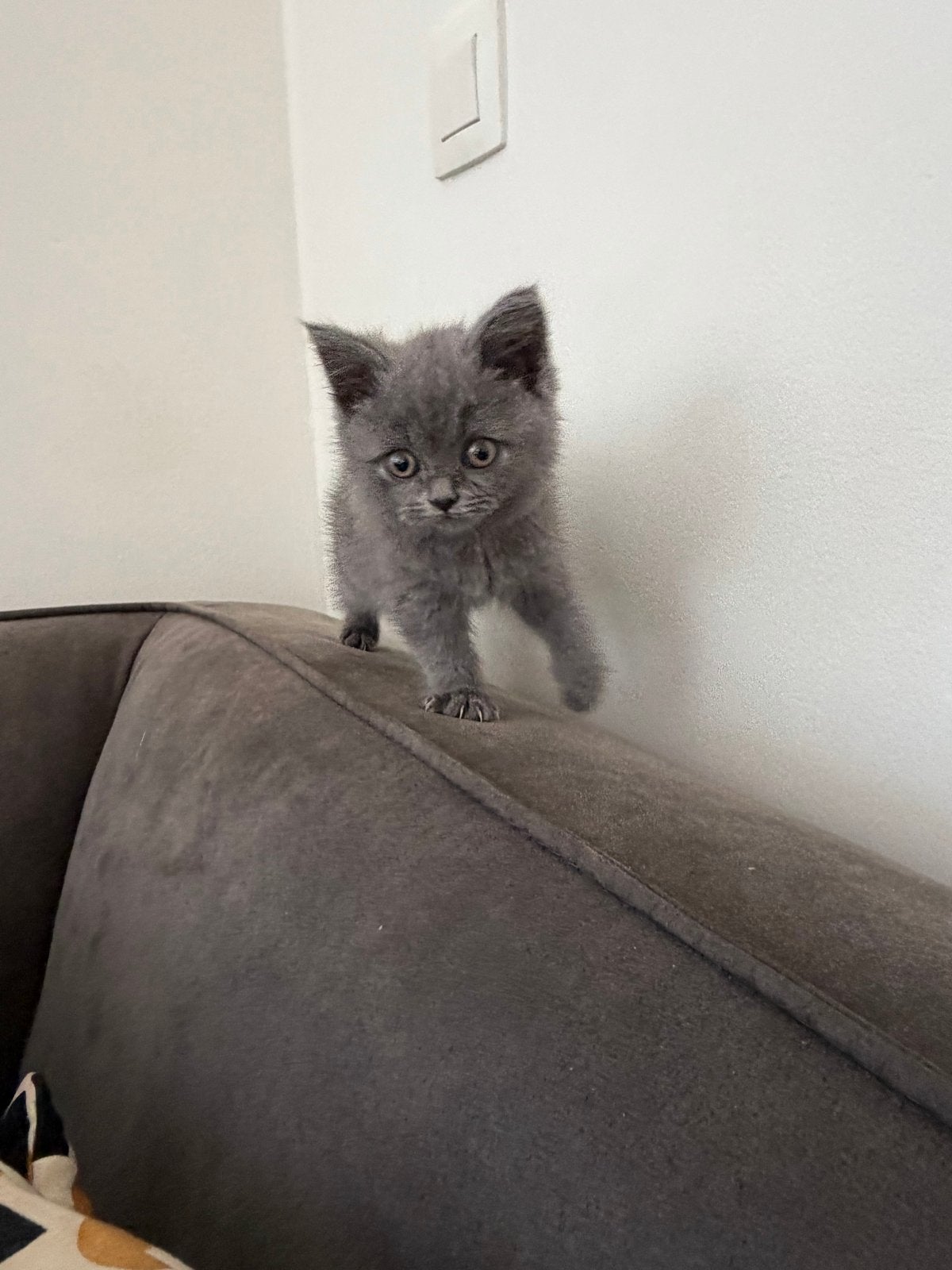 Britse korthaar kittens mogen het nestje verlaten, Kater, Kortharig, 0 tot 2 jaar