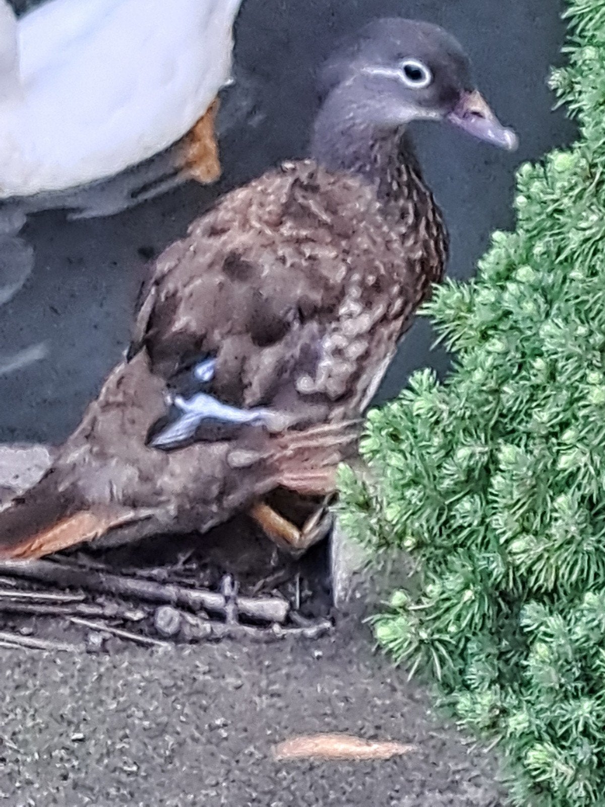 koppel mandarijneenden, Dieren en Toebehoren, Meerdere dieren, Eend