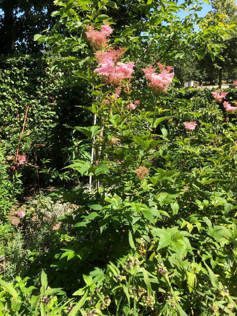Roze Moerasspirea - Diverse potmaten - Gifvrij, Vaste plant, Halfschaduw, Zomer, Ophalen