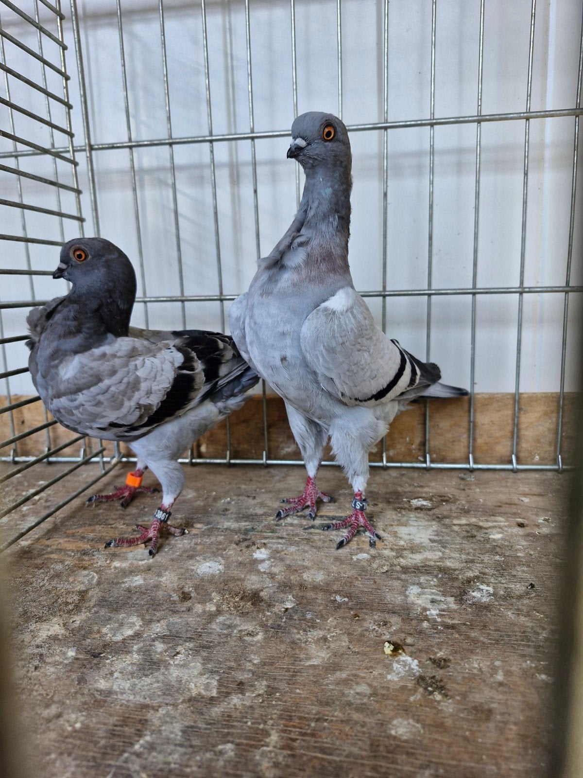 koppel italiaanse meeuwen, Dieren en Toebehoren, Vogels | Duiven, Meerdere dieren, Overige soorten
