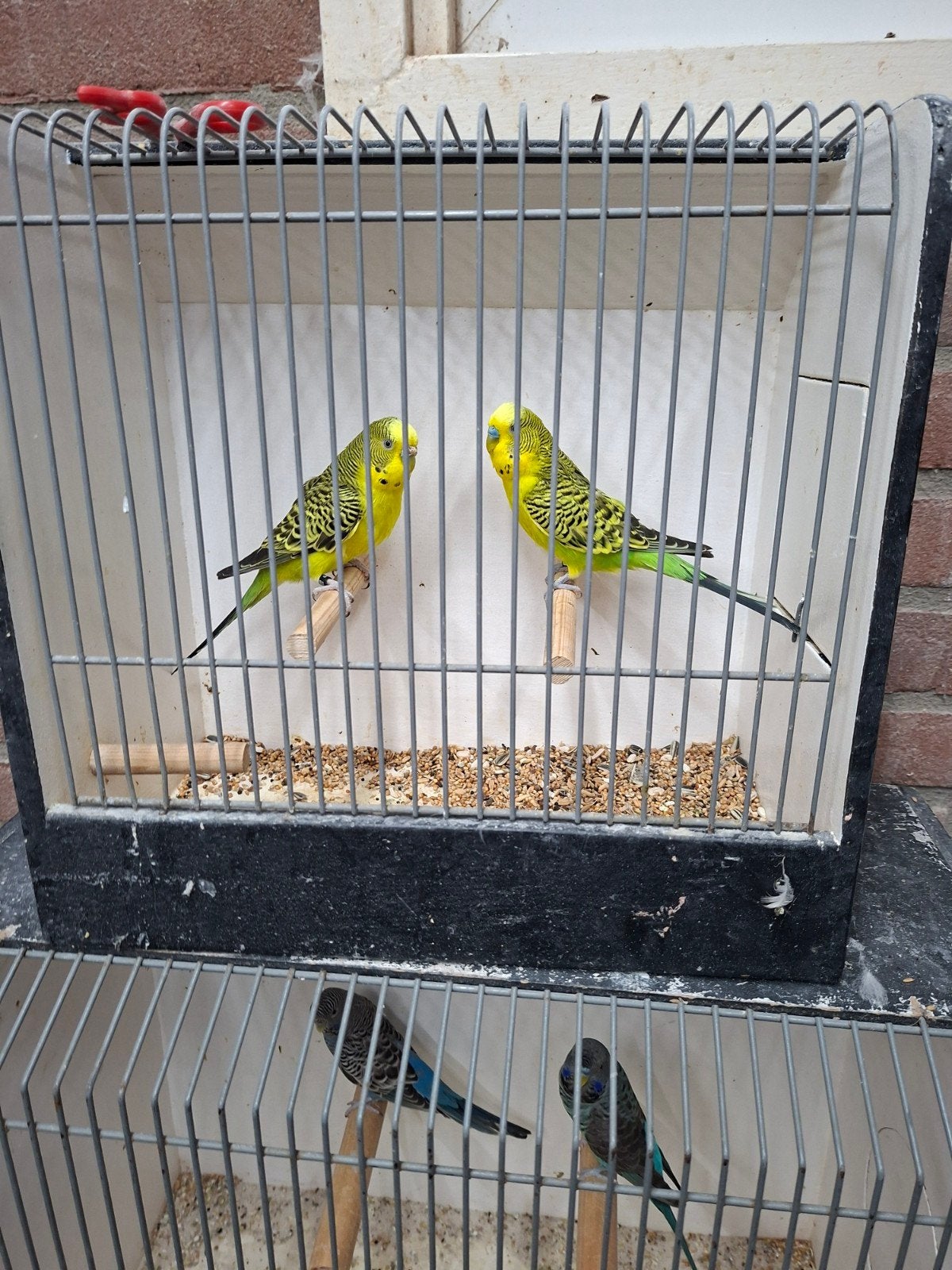 diverse grasparkieten kleuren mutaties, Meerdere dieren, Parkiet