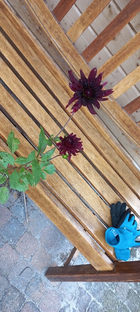 Dahlia Nuit d'éte 4 euro per stuk., Ophalen, Zomer, Overige soorten, Volle zon