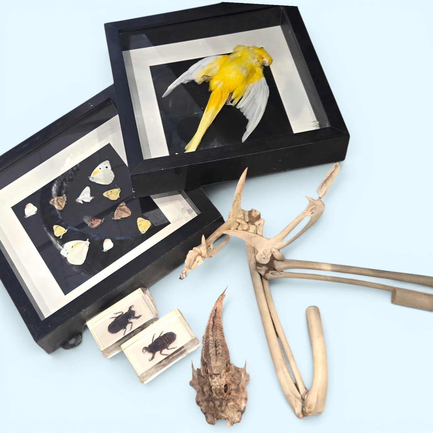 Setje taxidermy. Opgezette, schedel voor €75,-, Verzamelen, Dierenverzamelingen, Ophalen of Verzenden, Nieuw, Vogel, Opgezet dier