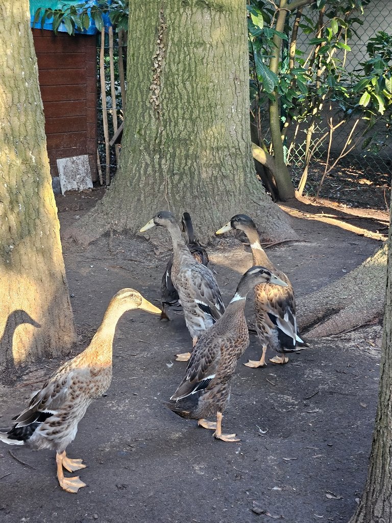 Indische loopeenden, Dieren en Toebehoren, Meerdere dieren, Eend