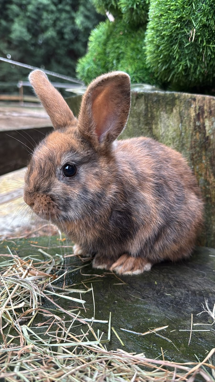 Prachtige half satijn., Dieren en Toebehoren, Konijnen, Dwerg, Meerdere dieren