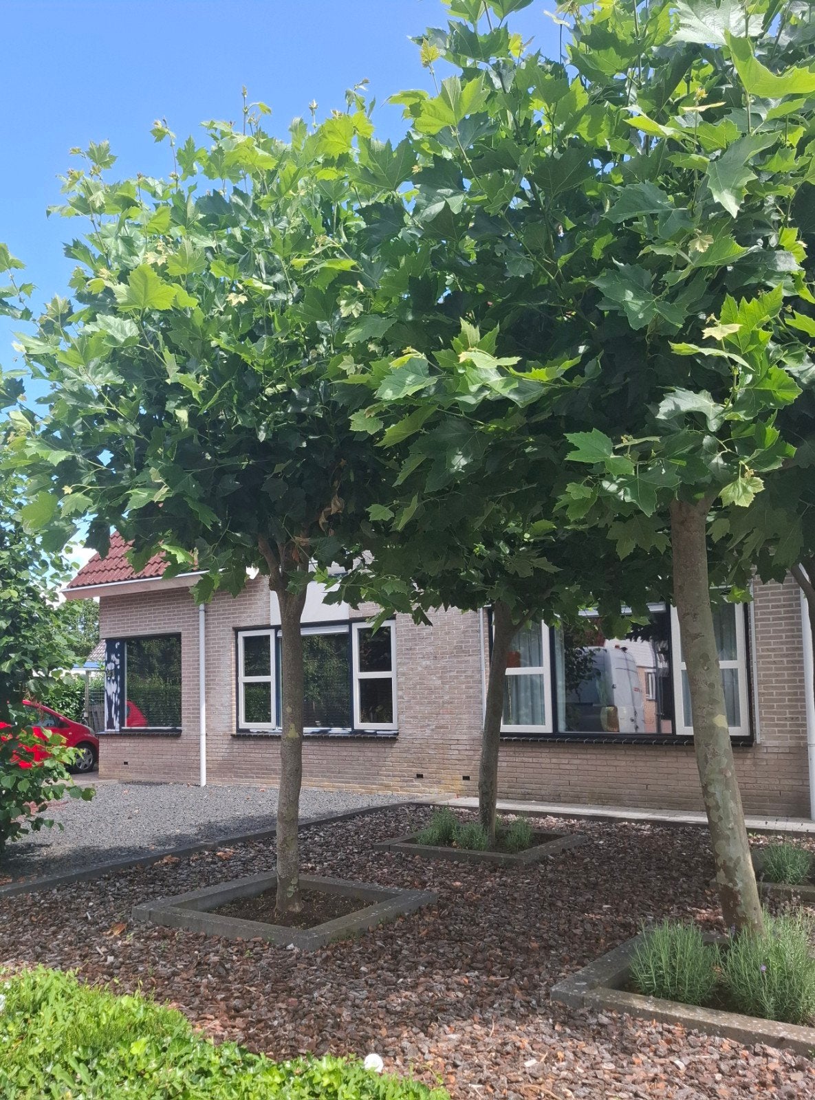 3 volwassen dakplatanen te koop, Tuin en Terras, Bloeit niet, Dakboom, 250 tot 400 cm, Ophalen