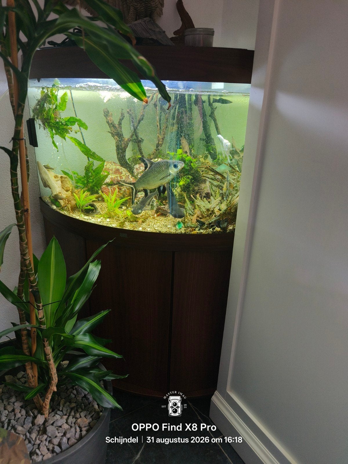 jbl 190 led hoek aquarium met jbl 1902 externe pomp, Ophalen, Inclusief slangen, Zo goed als nieuw, Juwel