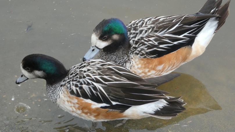 Siereenden, ganzen, kippen enz., Dieren en Toebehoren, Pluimvee, Eend, Meerdere dieren