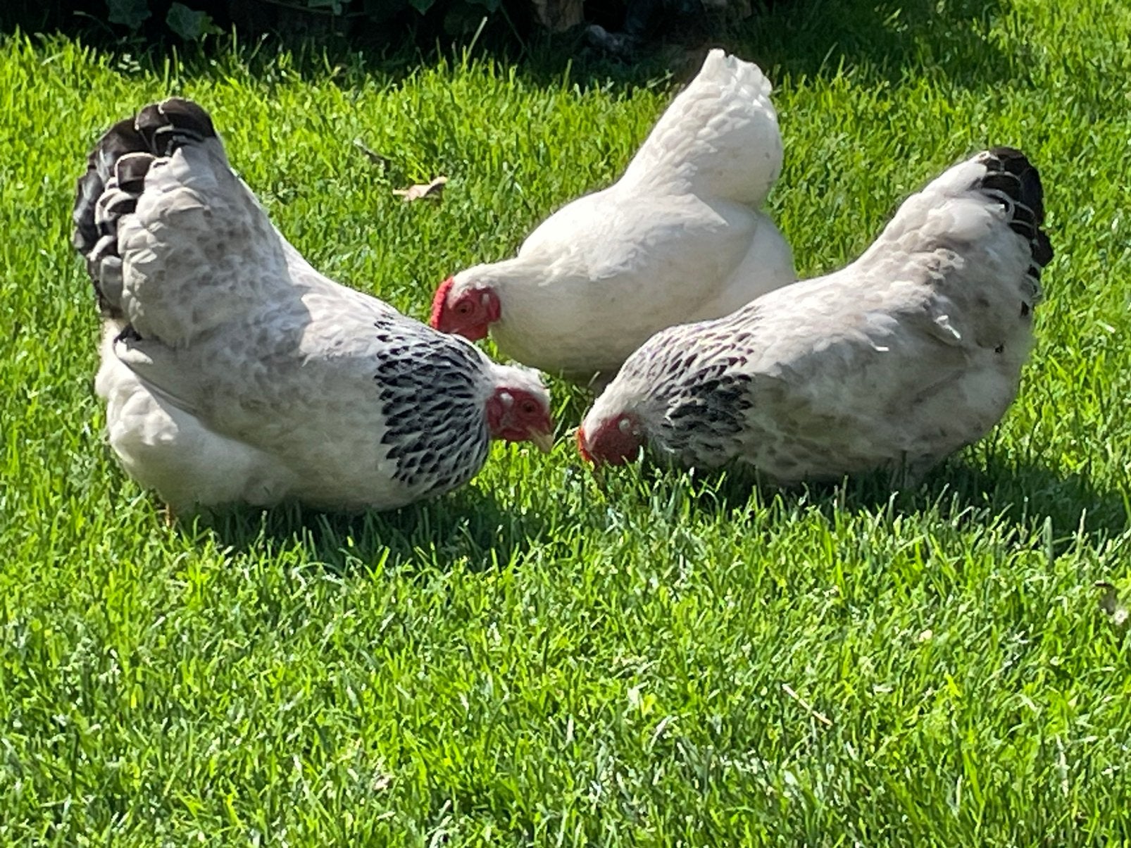 Wyandotte Kriel Hennen, Dieren en Toebehoren, Pluimvee, Vrouwelijk, Kip