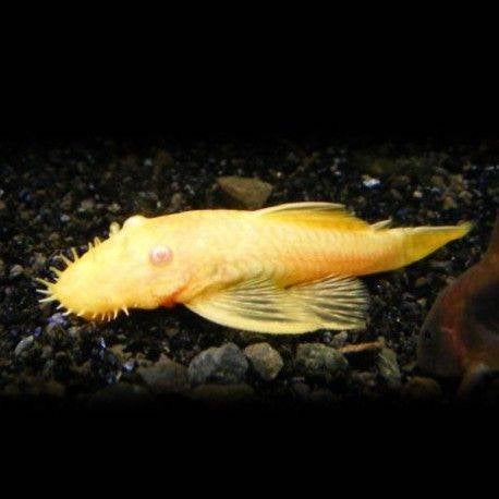 Ancistrus Albino (S) - Koidreams Valburg, Dieren en Toebehoren, Vissen | Aquariumvissen, Zoetwatervis, Vis
