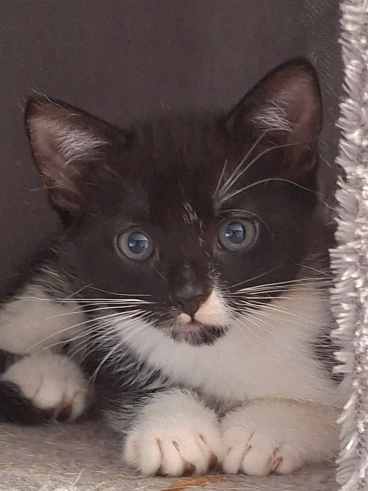 Kitten, mag gelijk mee!, Meerdere dieren, 0 tot 2 jaar
