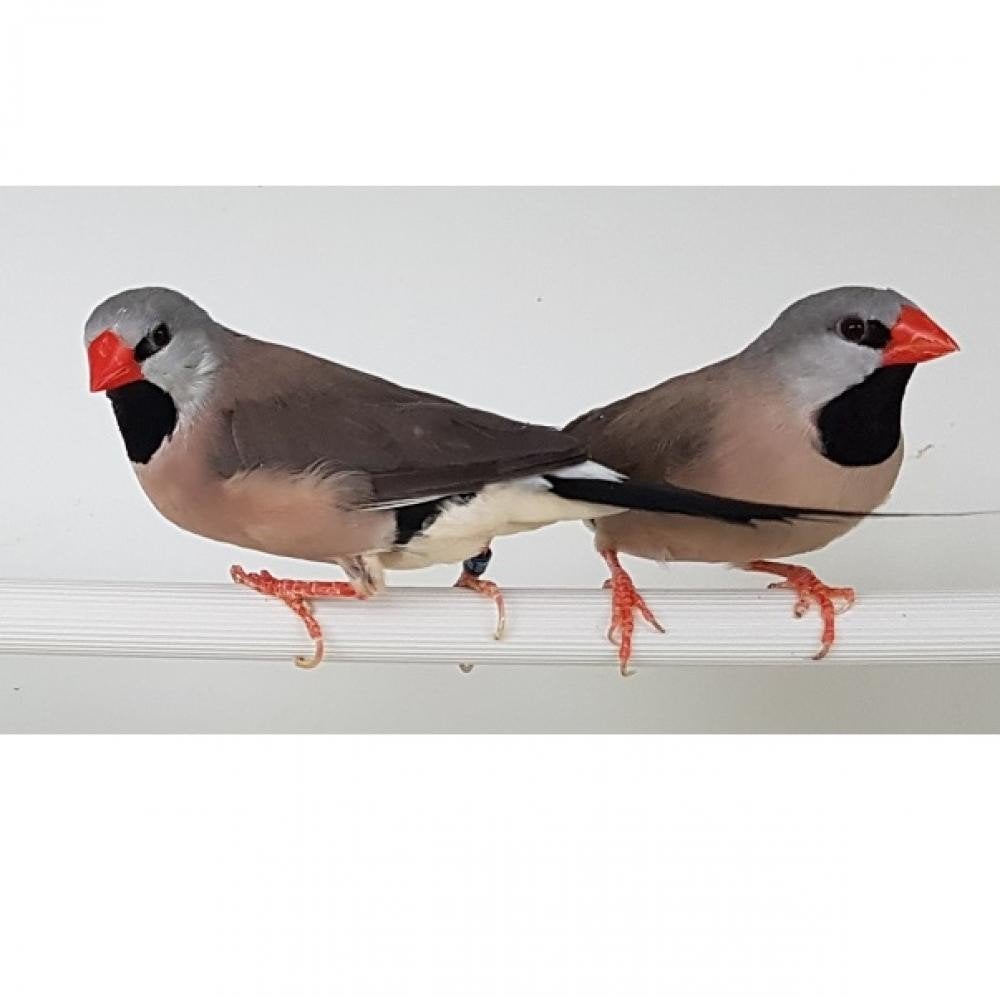 koppel spitsstaart amadines, Dieren en Toebehoren, Meerdere dieren, Tropenvogel
