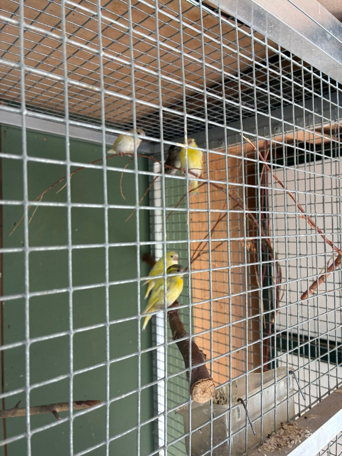 Europese sijzen mutaties geel, Dieren en Toebehoren, Vogels | Overige Vogels, Meerdere dieren, Wildzangvogel