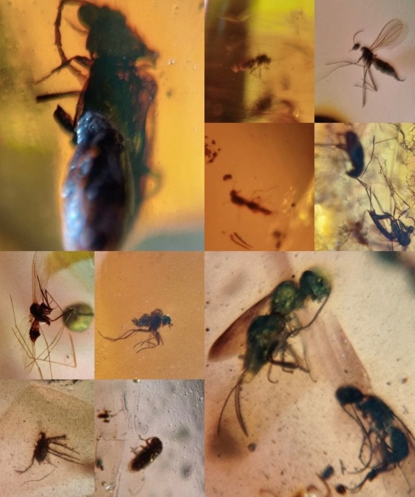 Barnsteen met insectjes, Ophalen of Verzenden, Fossiel