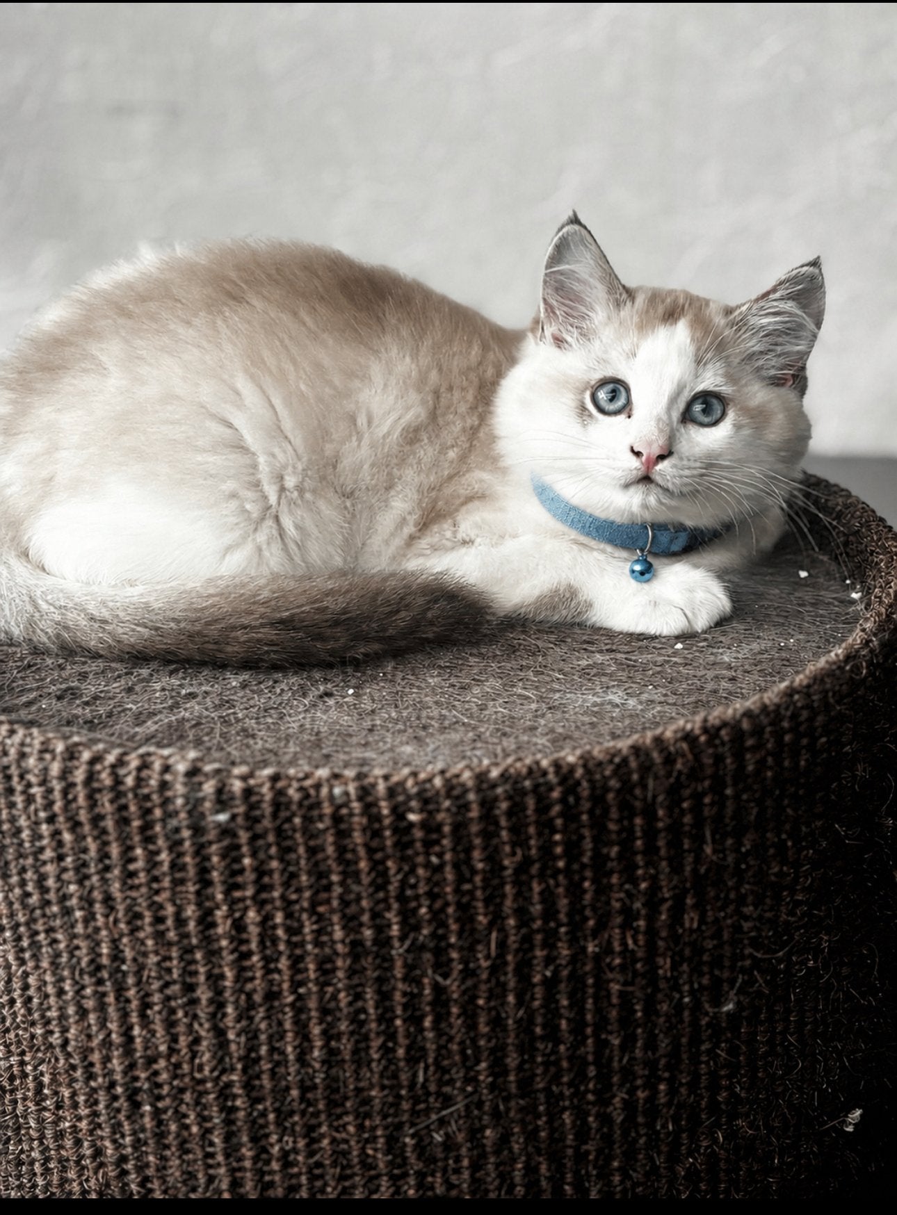 2 prachtige Ragdoll kittens💗🩵, Dieren en Toebehoren, Katten en Kittens | Raskatten | Langhaar, Poes, 0 tot 2 jaar