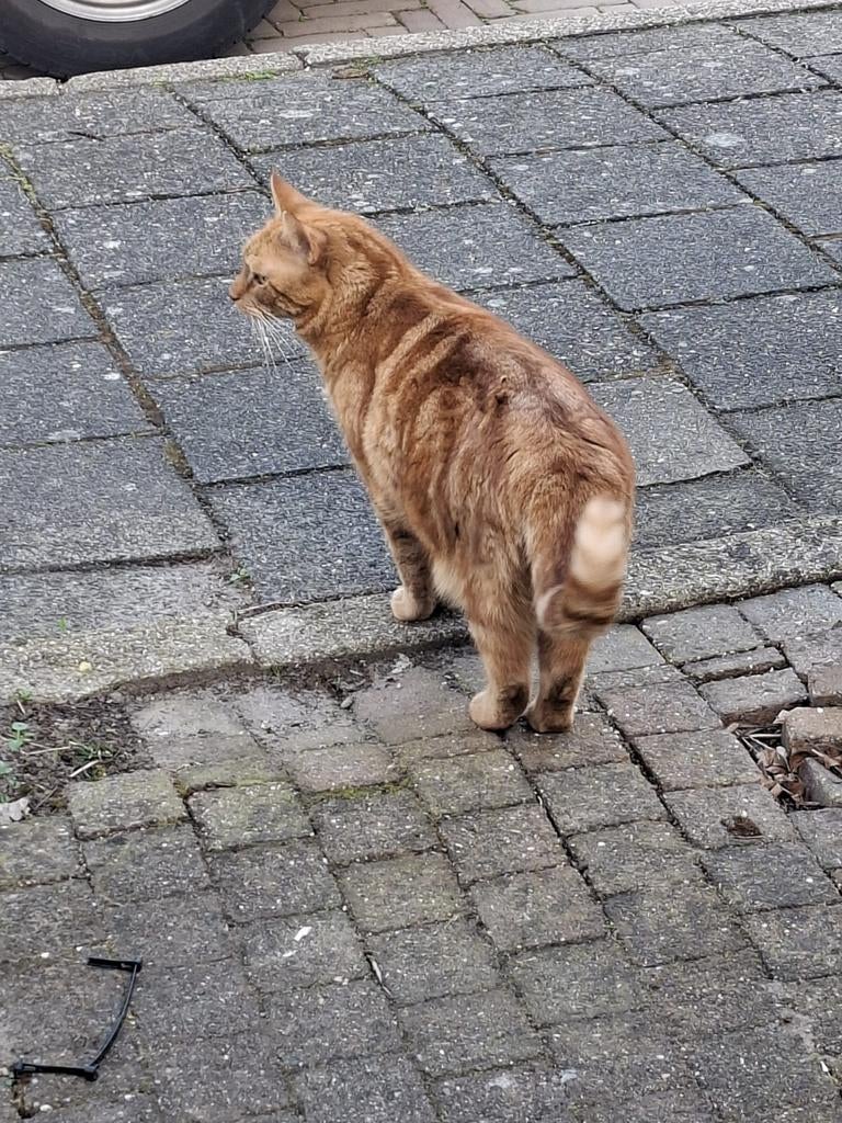 Mijn grootste vriend zoekt een huisje