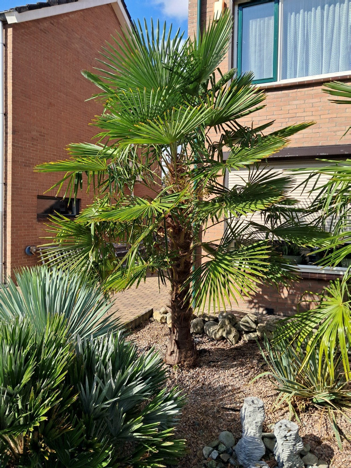 palmbomen 2, 100 tot 250 cm, Zomer, Palmboom, Ophalen