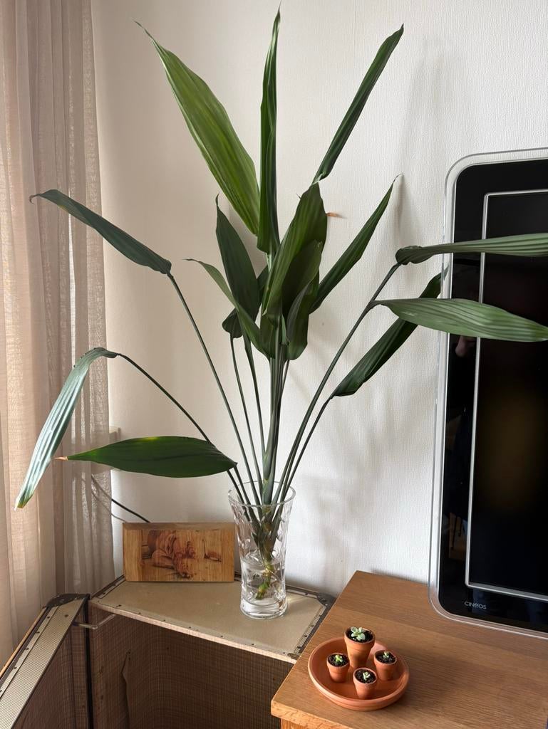Strelitzia nicolai, Ophalen, Halfschaduw, Minder dan 100 cm