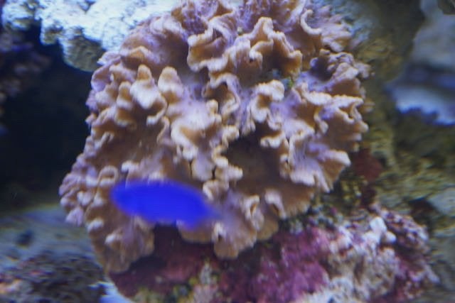 'zeeaquarium  Kroepoek leder koraal op steen., Ophalen, Gevuld zeewateraquarium