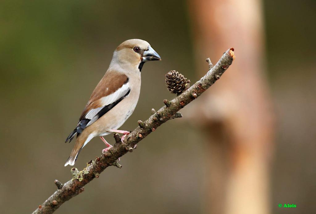 Gezocht Appelvink pop wildzang vogel, Vrouwelijk