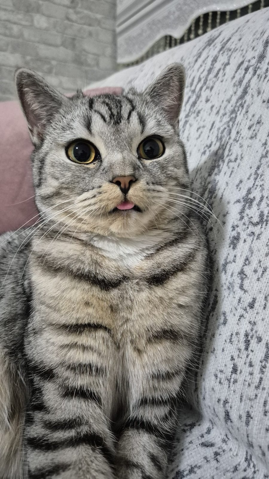 Europese korthaar/Britsekorthaar, Poes