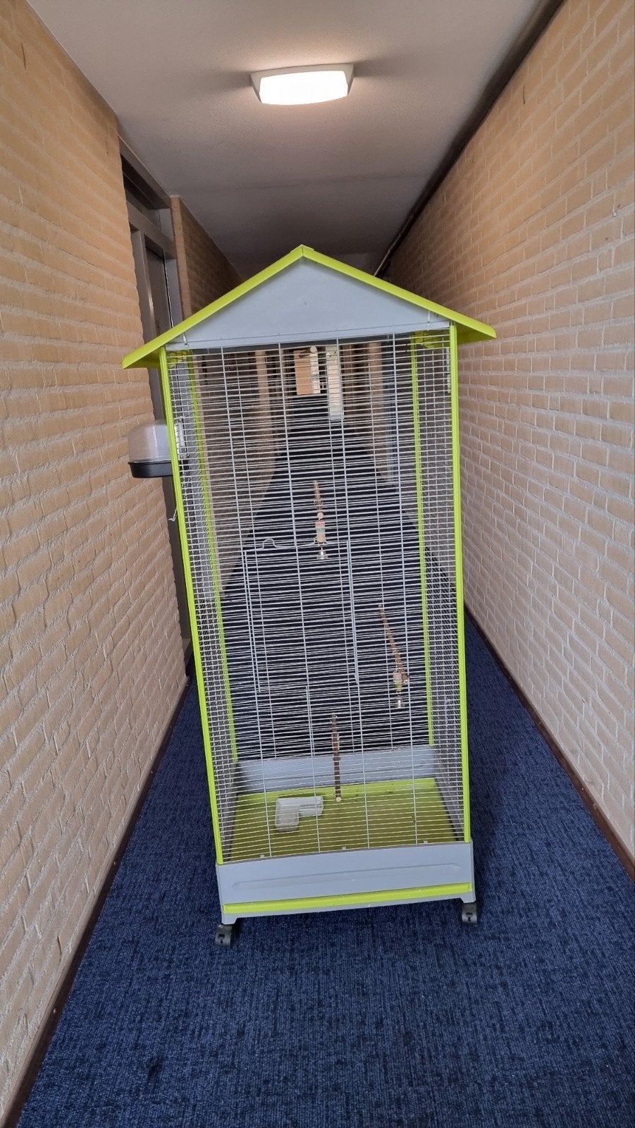 KAMER Voliere Groen Grijs bijna nieuwe €70, Mannelijk, Parkiet