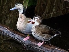 Roodschoudertaling | Broedkoppels | Persoonlijk advies, Dieren en Toebehoren, Meerdere dieren, Eend