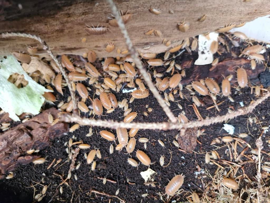 porcellio laevis 'orange, Dieren en Toebehoren, Insecten en Spinnen, Overige soorten