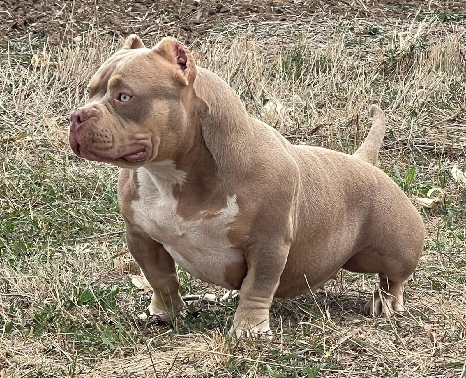 american bully pocket, Dieren en Toebehoren, Particulier, 15 weken tot 1 jaar, Buitenland, Meerdere