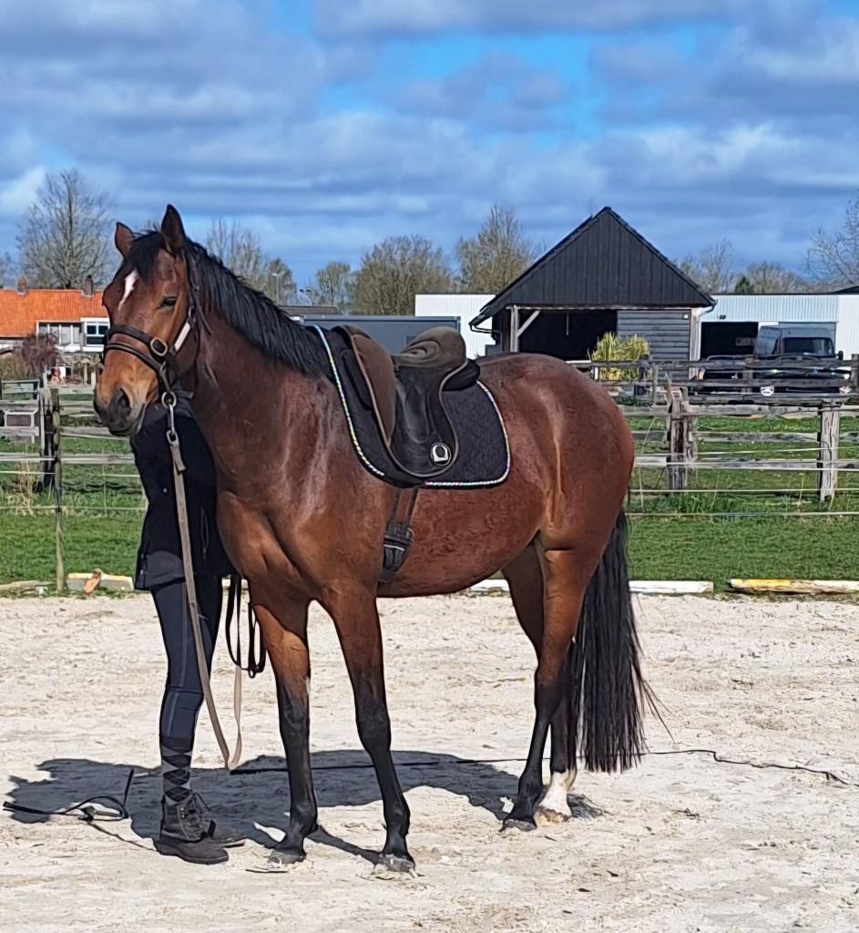Knappe grote allround KWPN merrie, 3 jaar, Dieren en Toebehoren, Paarden, Merrie, Met stamboom, Zadelmak, 3 tot 6 jaar
