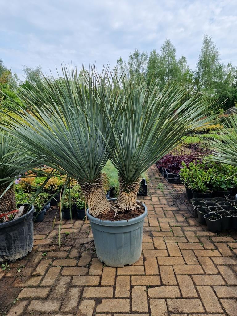 Yucca rostrata - Blauwe Palmlelie dubbelstam enkelstam, Tuin en Terras, Ophalen of Verzenden, Overige soorten, Volle zon
