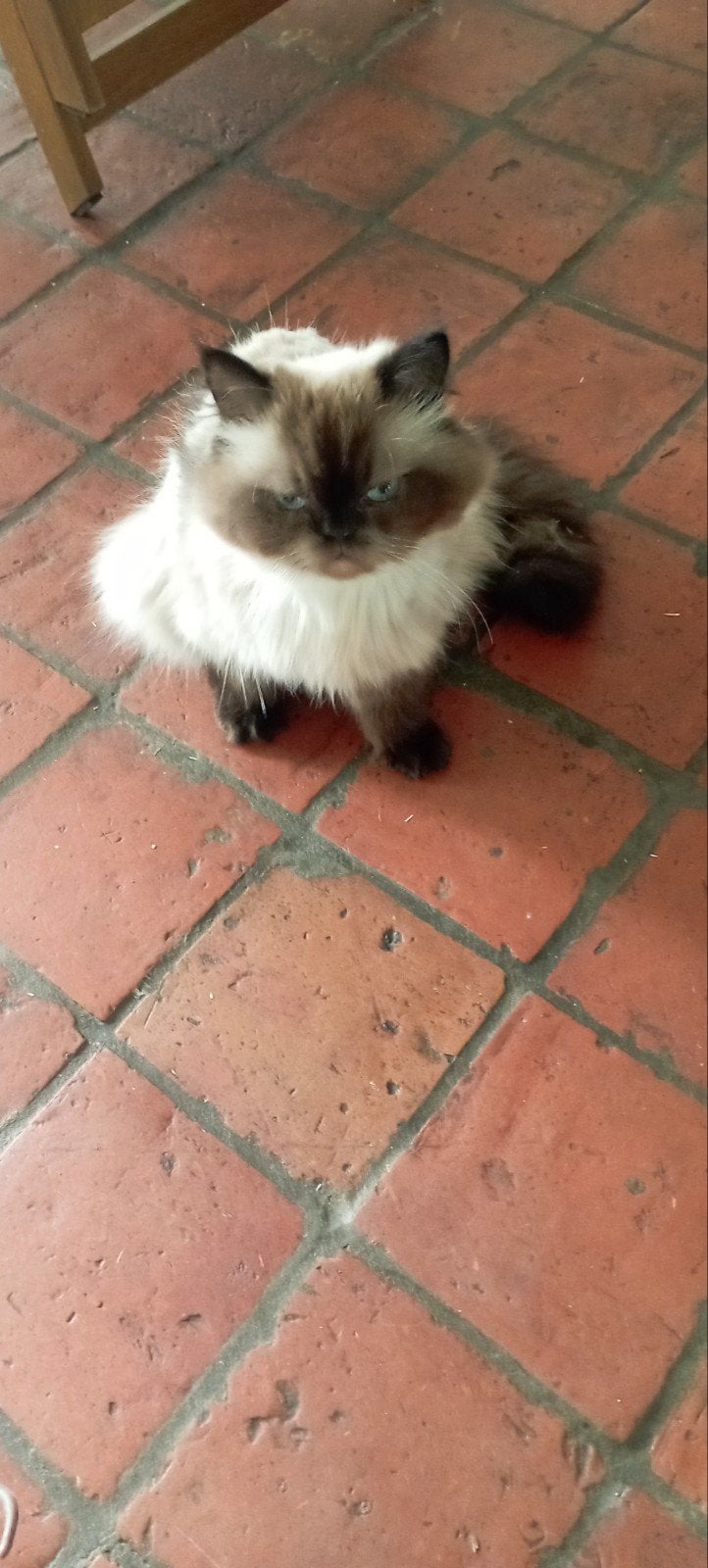 Drie knappe katten in België, Poes, Kortharig, 0 tot 2 jaar