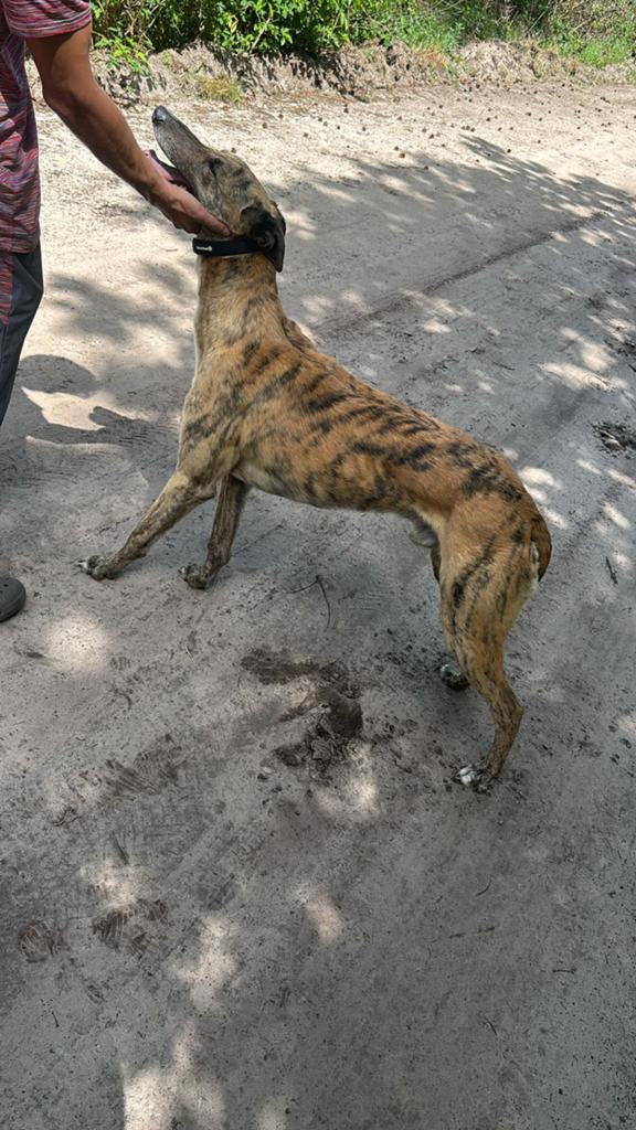 Volwassen Windhond greyhound  whippet, Whippet, Reu, Parvo, Eén hond