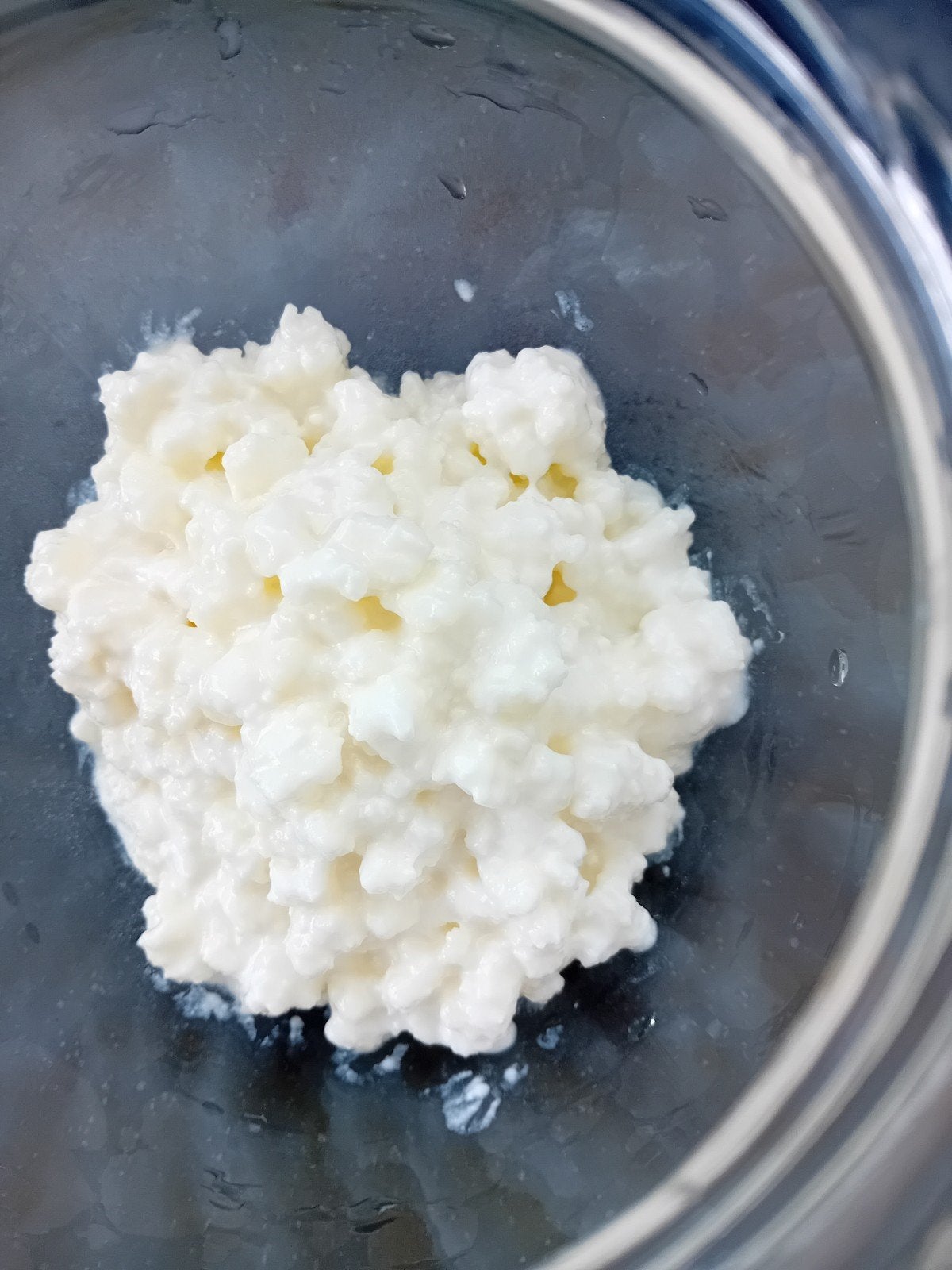 Kefir korrels, Ophalen