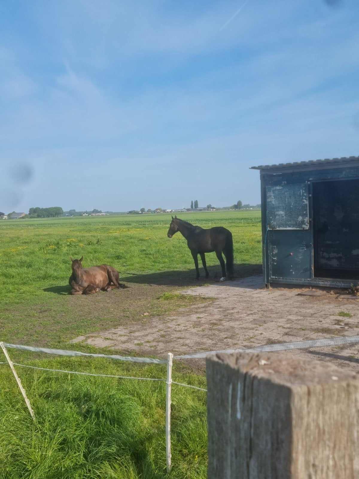 Per direct mega uitloopstal beschikbaar, Dieren en Toebehoren, Stalling en Weidegang, Weidegang, 4 paarden of pony's of meer