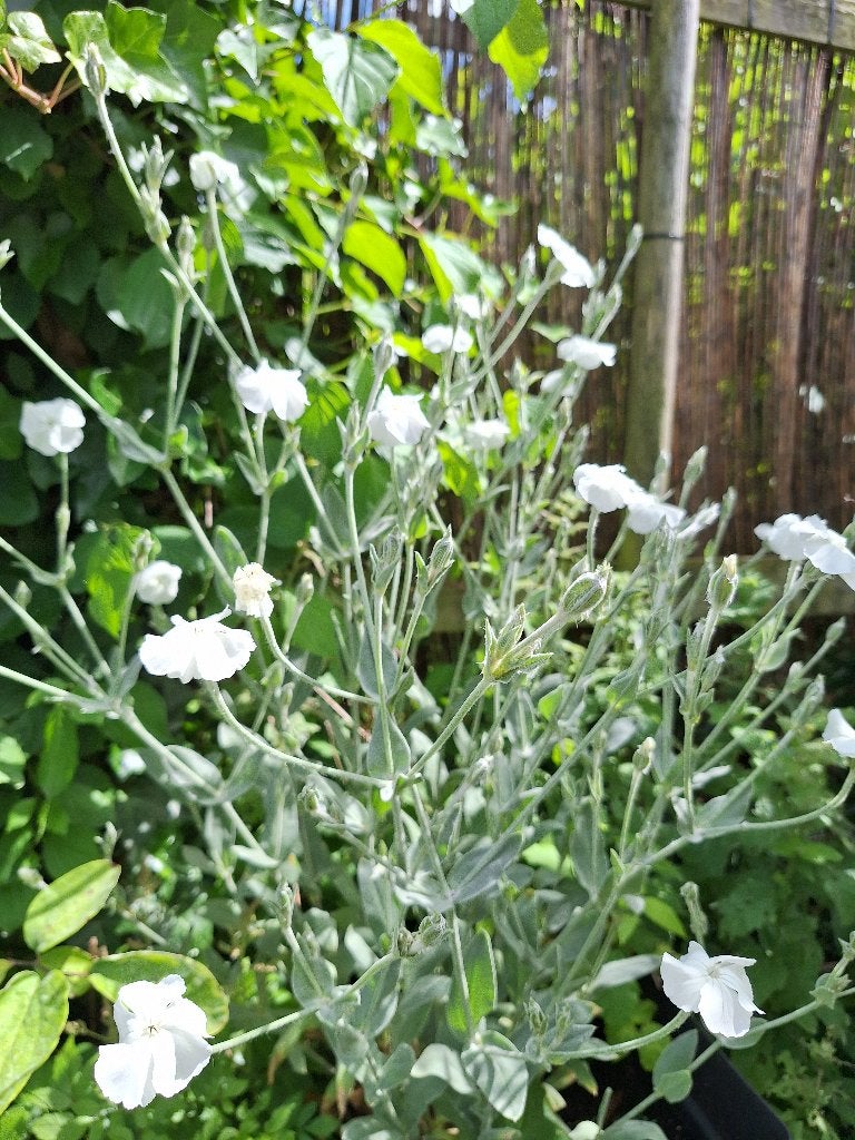 Lychnis coronaria, prokneus WIT te koop, Overige soorten, Volle zon, Vaste plant, Ophalen of Verzenden