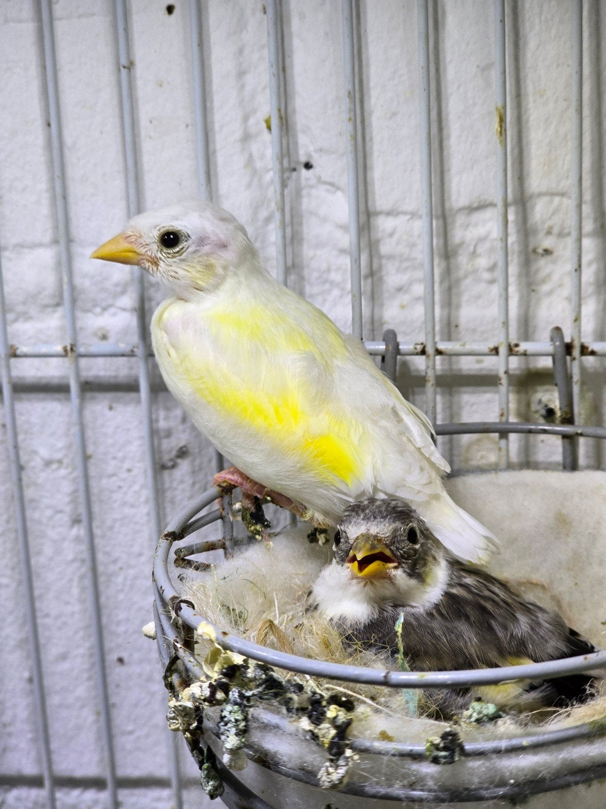 Mooi parva putters jongen wit 2026, Dieren en Toebehoren, Meerdere dieren, Wildzangvogel, Geringd