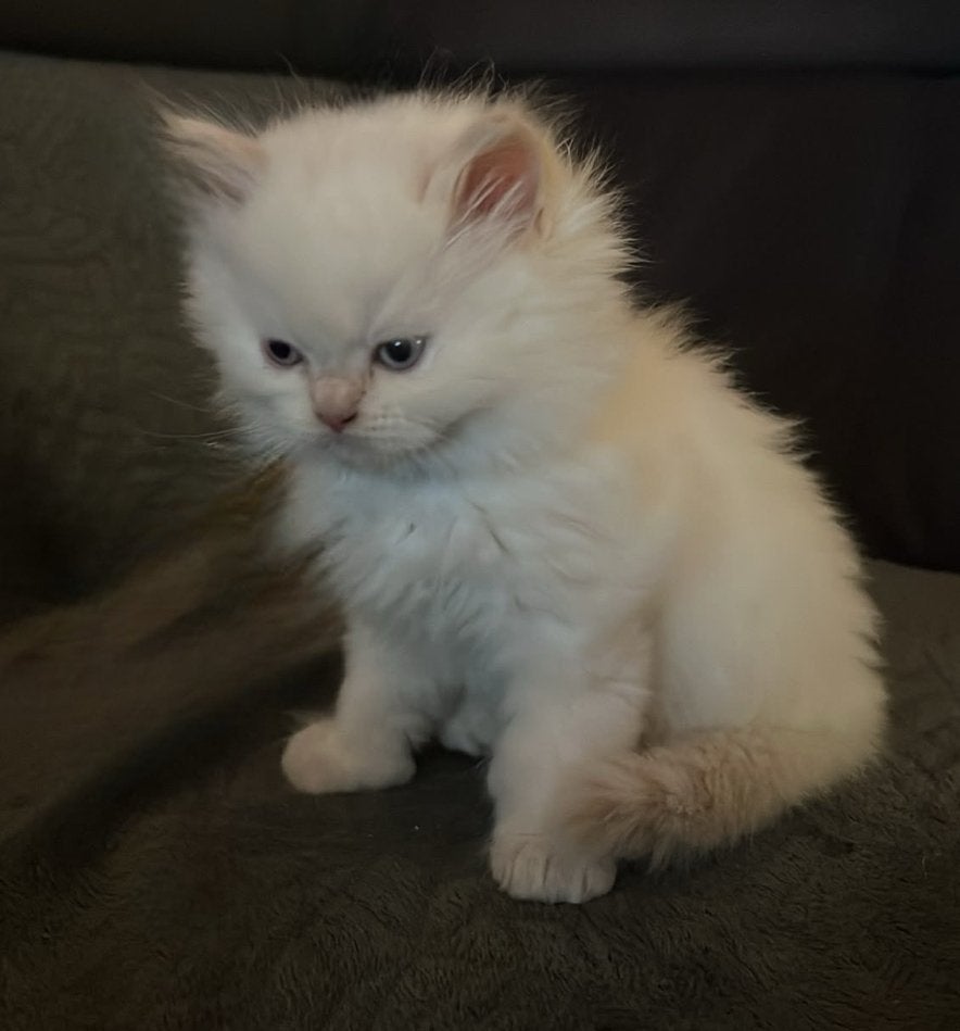 Lieve kittens zoeken een nieuwe huisje, Meerdere dieren, Langharig, 0 tot 2 jaar