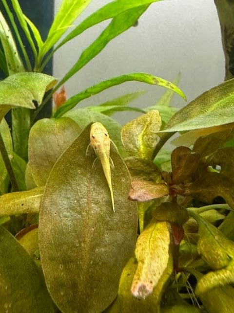 Ancistrus L144 (Lemon), Dieren en Toebehoren, Vis, Zoetwatervis