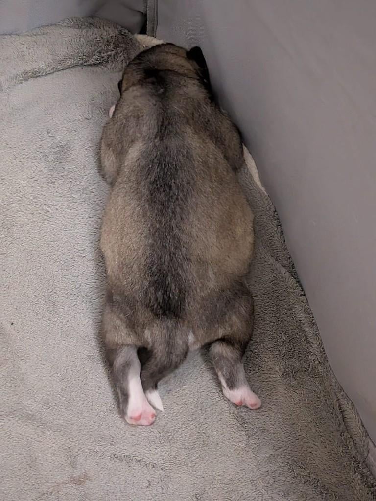 Prachtige Husky puppy's te koop!, Dieren en Toebehoren, 8 tot 15 weken, Poolhond, Parvo, Meerdere