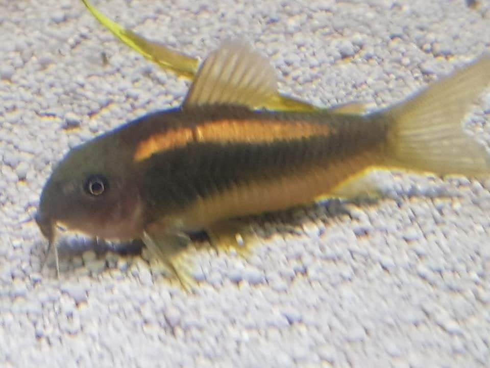 Hobbyaquarium Corydoras Goldline aanbieding, Vis, Zoetwatervis, Schoolvis