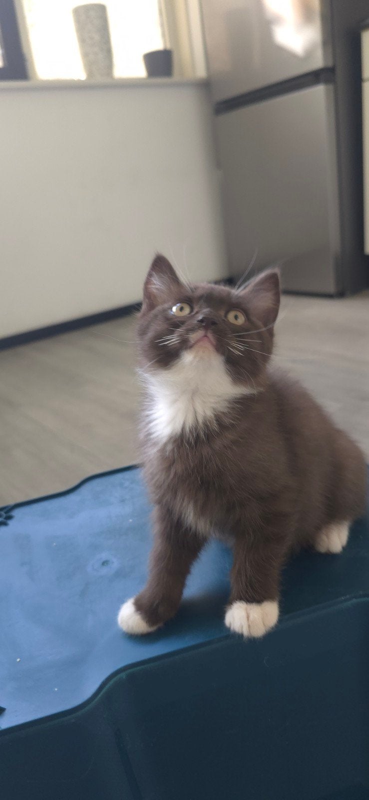 Lieve Ragdoll x British Shorthair kittens zoeken een liefdev, Dieren en Toebehoren, Katten en Kittens | Raskatten | Korthaar, Meerdere dieren