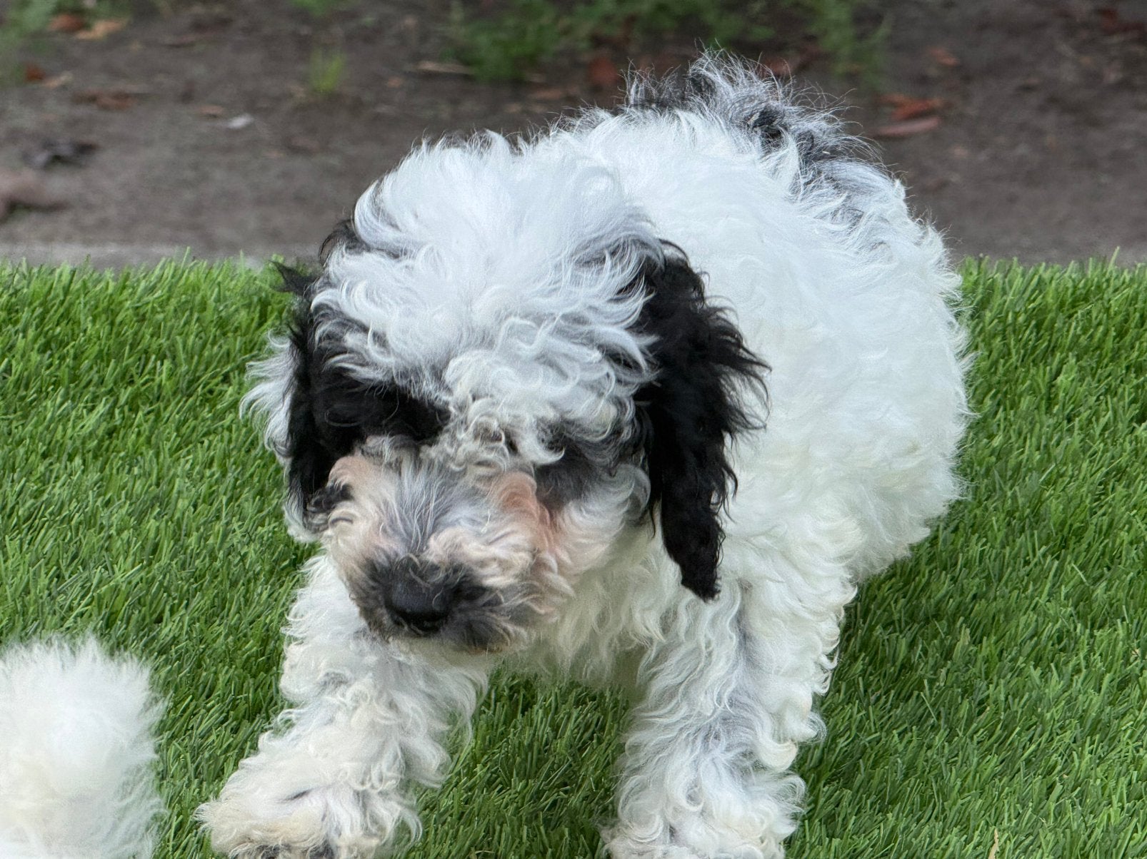 Maltipoo pups aangeboden, Dieren en Toebehoren, Parvo, Nederland, Overige rassen, 8 tot 15 weken