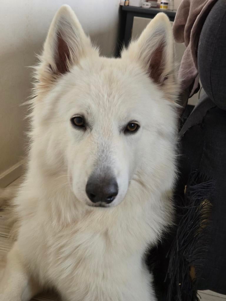 Ter dekking aangeboden witte herder, Dieren en Toebehoren, Parvo, Reu, Eén hond, 3 tot 5 jaar