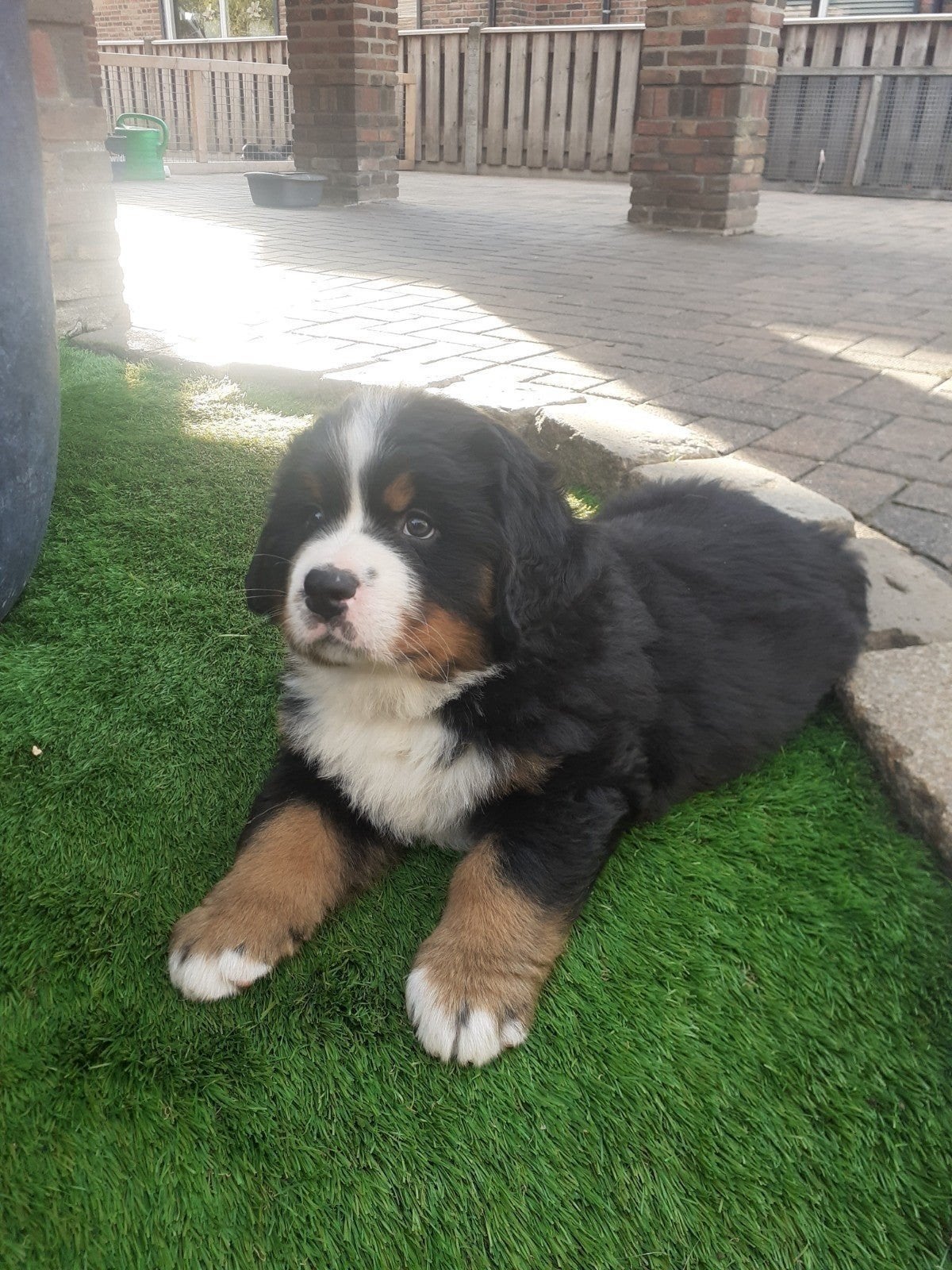 Berner Sennen pups gereserveerd, Dieren en Toebehoren, Overige rassen, 8 tot 15 weken, Meerdere, Meerdere dieren