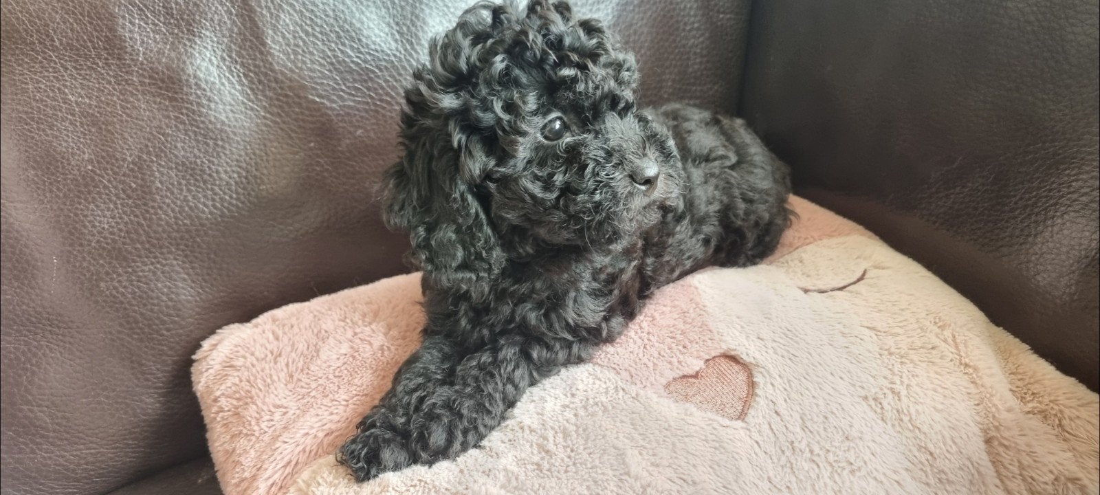 Toypoedel pups, Poedel, 8 tot 15 weken, Meerdere, Meerdere dieren