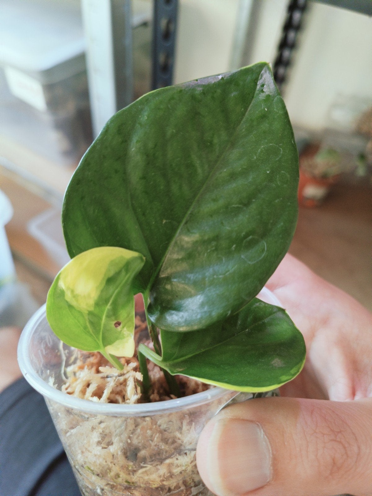 Epipremnum poonsin, Ophalen of Verzenden