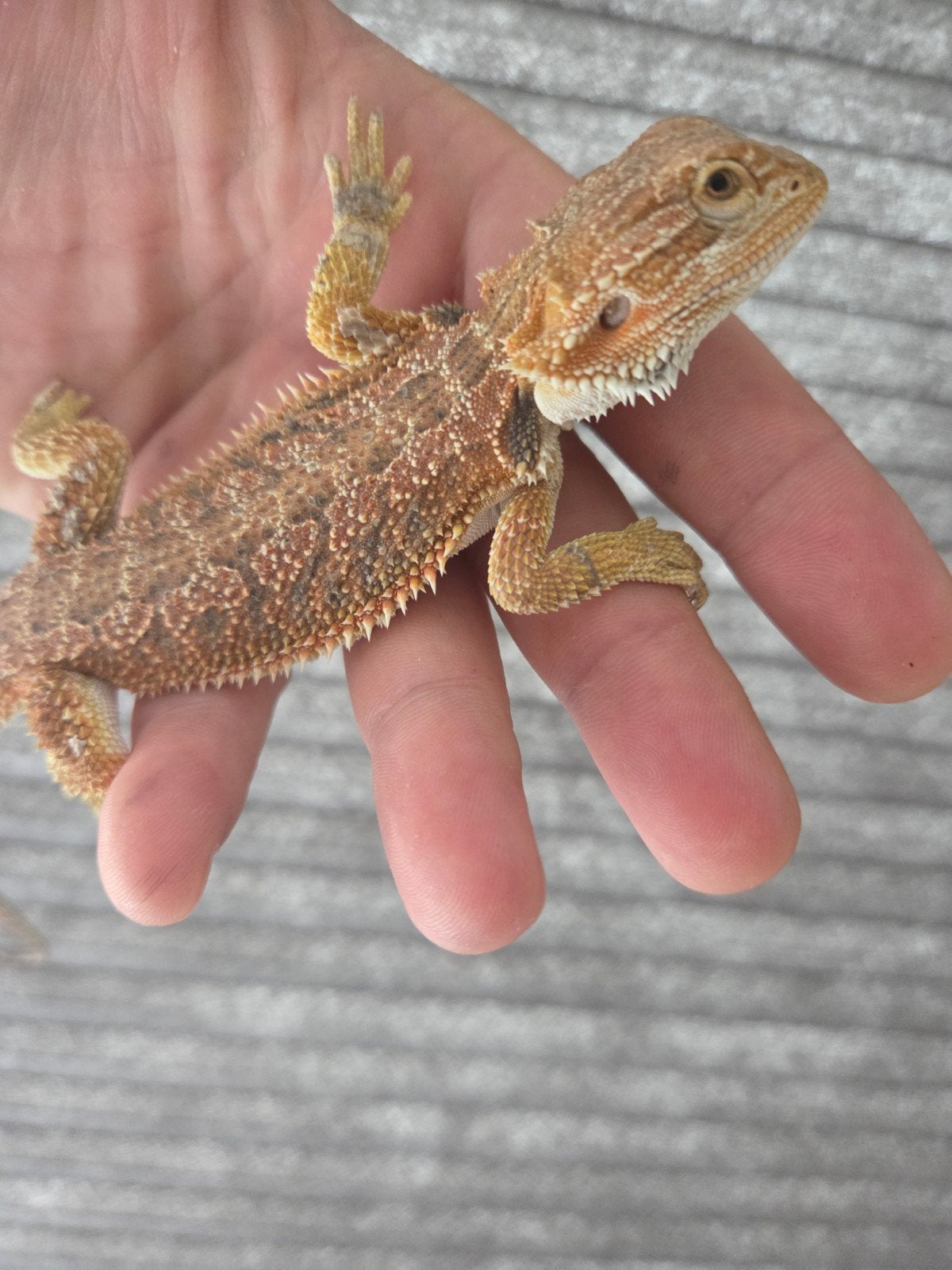 Baardagaam Pogona Vitticeps Red Orange Leatherback Bearded Dragon photo 4